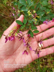 Lespedeza frutescens