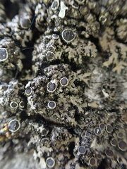 Phaeophyscia