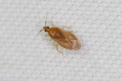 Anthocoridae