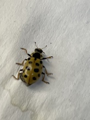 Hippodamia tredecimpunctata