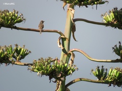 Campylorhynchus gularis