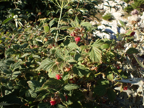 ostružina malinová (Rubus idaeus)