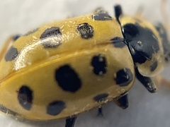 Hippodamia tredecimpunctata