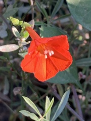 Ipomoea cristulata