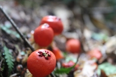 Calostoma cinnabarinum