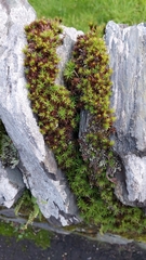 Polytrichastrum alpinum