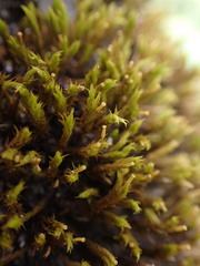 Lewinskya