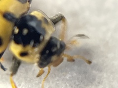 Hippodamia tredecimpunctata