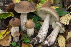 Leccinellum pseudoscabrum