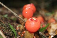 Calostoma cinnabarinum