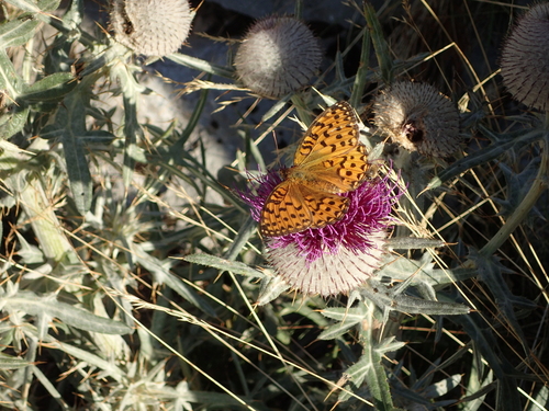perlovec veľký (Argynnis aglaja)