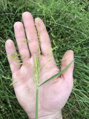 Leersia oryzoides