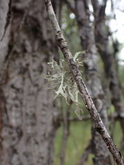Evernia prunastri