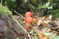 Calostoma cinnabarinum