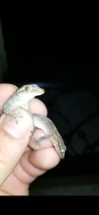 Sauria