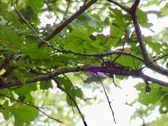 Setophaga caerulescens