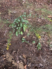 Solidago arguta
