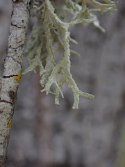 Evernia prunastri
