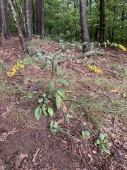 Solidago arguta