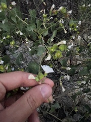 Jacquemontia pringlei