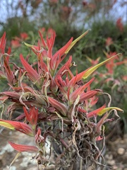 Castilleja linariifolia