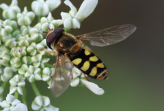 Eupeodes corollae