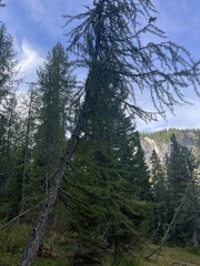 Larix decidua