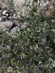 Jacquemontia pringlei