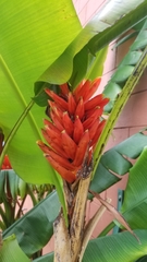 Musa coccinea