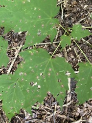 Acer