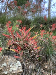 Castilleja linariifolia