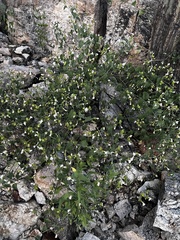 Jacquemontia pringlei