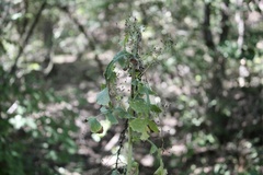 Salvia lyrata
