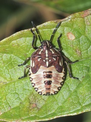 Carpocoris