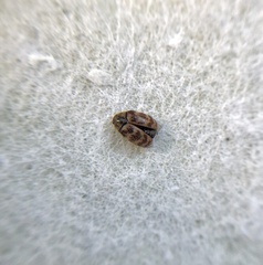 Anthrenocerus australis