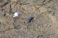 Cicindela repanda