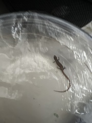 Elgaria multicarinata