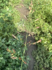 Sorghum