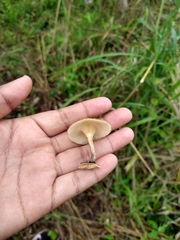Lentinus crinitus