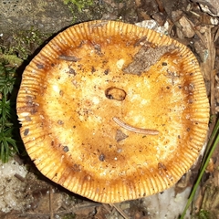 Russulaceae
