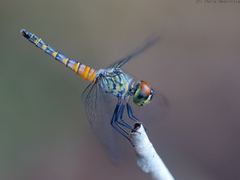 Brachydiplax denticauda