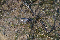 Cicindela repanda