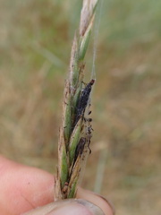 Claviceps purpurea