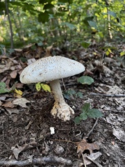 Amanita cokeri
