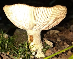 Russulaceae