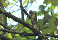Colaptes auricularis