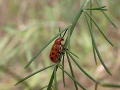 Crioceris duodecimpunctata