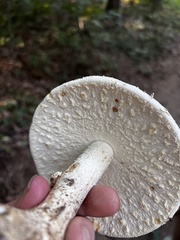 Amanita cokeri