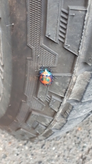 Tectocoris diophthalmus