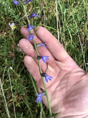 Lobelia puberula
